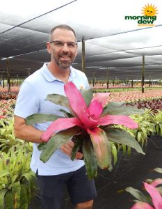 Bromeliad Neoregelia Flirting 6 in