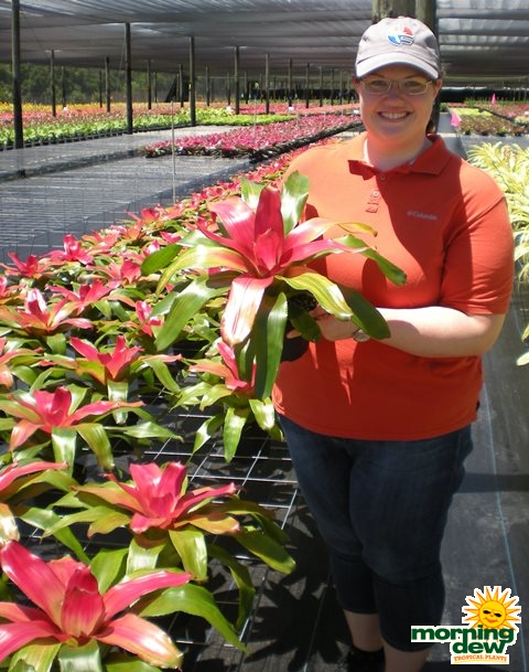 Bromeliad Neoregelia Green Apples