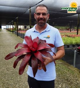 Bromeliad Neoregelia Malbec 6 in