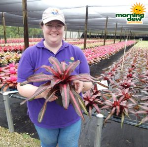 Bromeliad Neoregelia Margaret 6 in