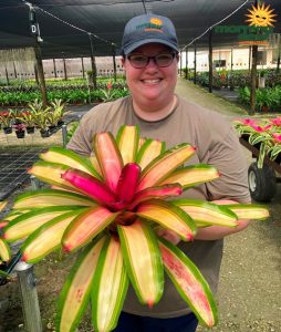 Bromeliad Neoregelia Mendoza 6 in