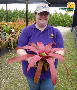 Bromeliad Neoregelia Petra 6 in