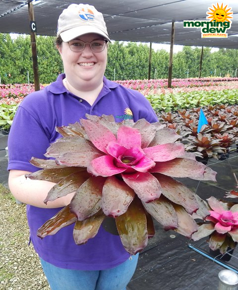 Bromeliad Neoregelia Purple Passion 6 in