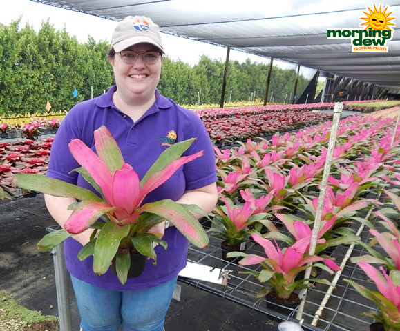 Bromeliad Neoregelia Romance 6 in