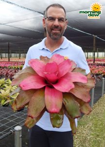 Bromeliad Neoregelia Seduction 6 in