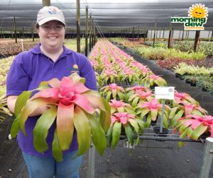 Bromeliad Neoregelia Sexy Pink 6 in