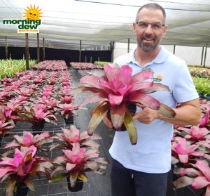 Bromeliad Neoregelia Tatiana 6 in