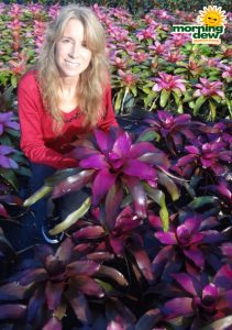 Bromeliad Neoregelia Voodoo Doll