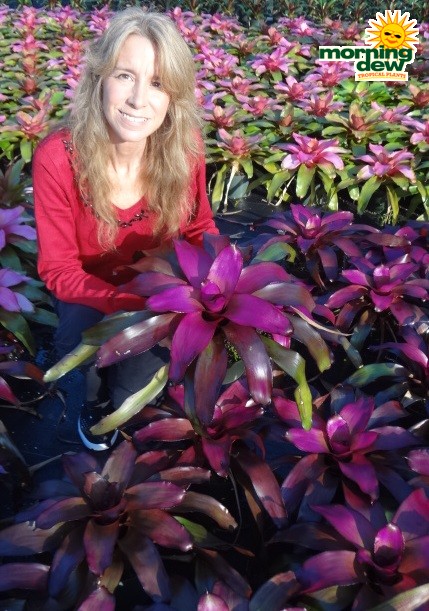 Bromeliad Neoregelia Voodoo Doll