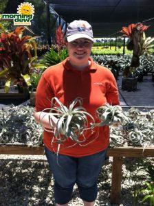 Bromeliad Tillandsia Xerographica