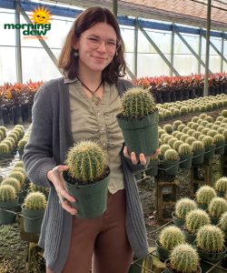 Cactus Barrel Varieties 6 in