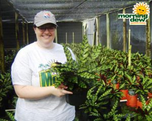 Calathea Lancifolia rattlesnake plant