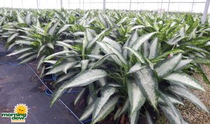 Dieffenbachia Panther 10 in
