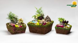 Dish Garden Fairy Moss
