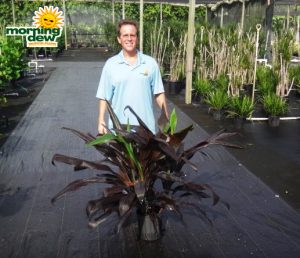Cordyline Black Magic