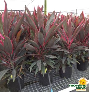 Cordyline Cuero