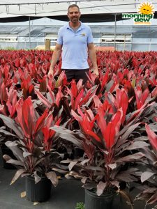 Dracaena Cordyline Florida 10 in