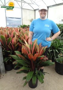 Cordyline Jackie