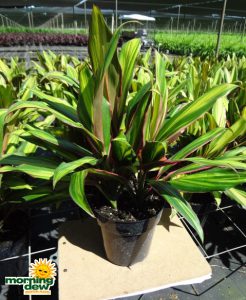 Dracaena Cordyline Red Hawaiian Compacta 6 in