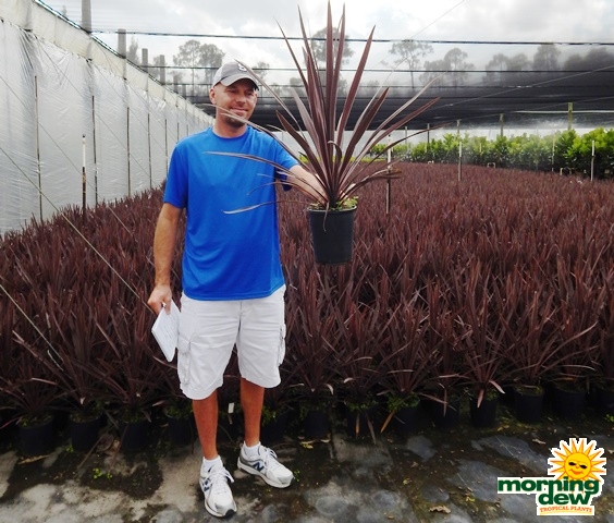Cordyline Red Sensation