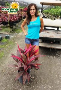 Cordyline Red Sister