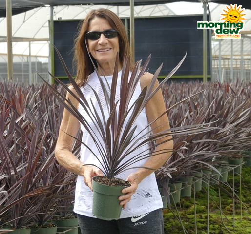 Dracaena Cordyline Red Star 6 in