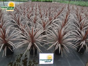 Dracaena Cordyline Red Star 8 in