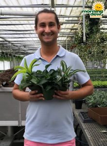 Dracaena Dragon Assorted 4 in