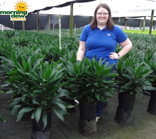 Dracaena Green Jewel