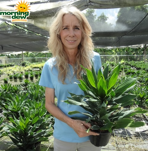 Dracaena Green Jewel