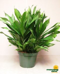 Dracaena Green Jewel