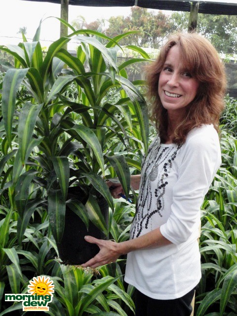 Dracaena Hawaiian Sunshine