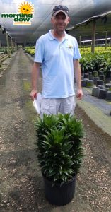 Dracaena JC Compacta 14 in