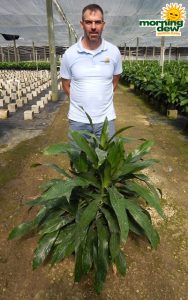 Dracaena Janet Craig 14 in