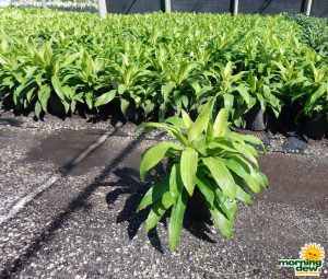 Dracaena Limelight 8 in