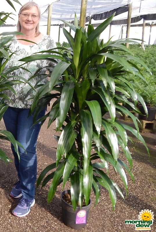 Dracaena Lisa Cane Hawaiian 9 in