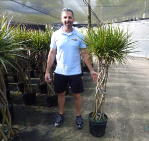 Dracaena Marginata Braid 12 in