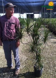 Dracaena Marginata Character Exotic 10 in
