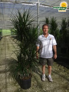 Dracaena Marginata Cutback Staggered dragon tree