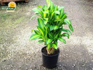 Dracaena Mass Stump 10 in