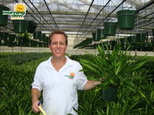 Dracaena Rikki Tips