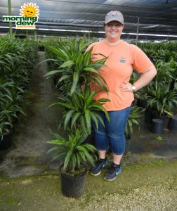 Dracaena Ulises Cane