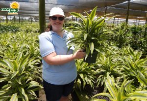 Dracaena Warneckii Gold Star lemon lime