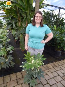 Fatsia Japonica Variegated