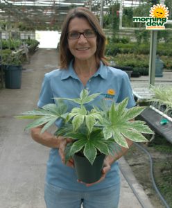 Fatsia Japonica Variegated