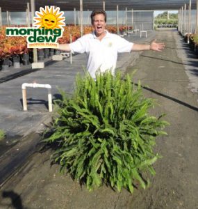 Fern Kimberly Queen 14 in