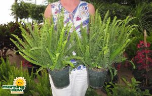Kimberly Queen Fern