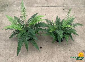 Fern Korean Rock 6 in