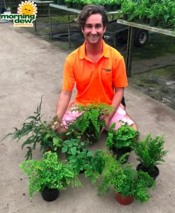 Fern Maidenhair 6 in