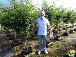 Ficus Benjamina Standard 14 in